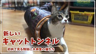 【おすすめキャットトンネル】新しいWood調の猫用トンネルを買ってみたら、意外な反応をしたうちの猫さま