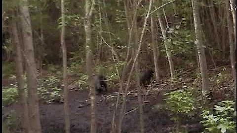 self filmed wild hog kill, lowcountry swamps of so...