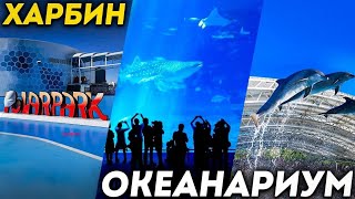 видео: ТУРЫ В ХАРБИН из Владивостока! Полярный океанариум ХАРБИН +7(964)44-44-144 туры в Харбин ДАЛЬТУР картинка: ТУРЫ В ХАРБИН из Владивостока! Полярный океанариум ХАРБИН +7(964)44-44-144 туры в Харбин ДАЛЬТУР