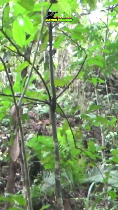 semak belukar ini banyak isi babi nya