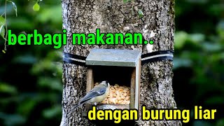 Berbagi makanan dengan burung di alam liar