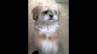 Lhasa apso dogs begging for food