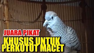 Zebra Dove Bird Call Sound - Natural Bird Songs (Zebra Dove )