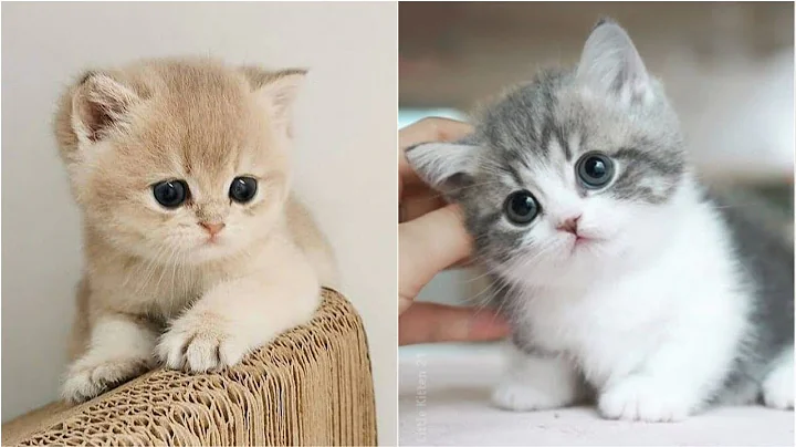 Watch the video about 🔴 Little Kitten 21 – 24/7 Cute & Funny Kitten Moments | Part 9 | Funny Cats | Funny Cat Videos 2025