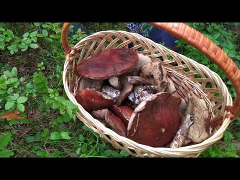 Грибы за час.18 07 2023 Ленинградская область