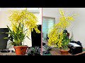 Flower orchid oncidium beautiful is like flock butterflies indoor