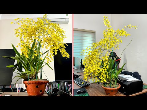 Video: Informace o motýlí révě: Jak pěstovat rostliny žluté orchideje