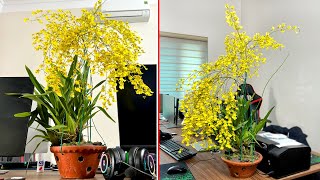 Flower Orchid Oncidium, Beautiful is like flock butterflies indoor