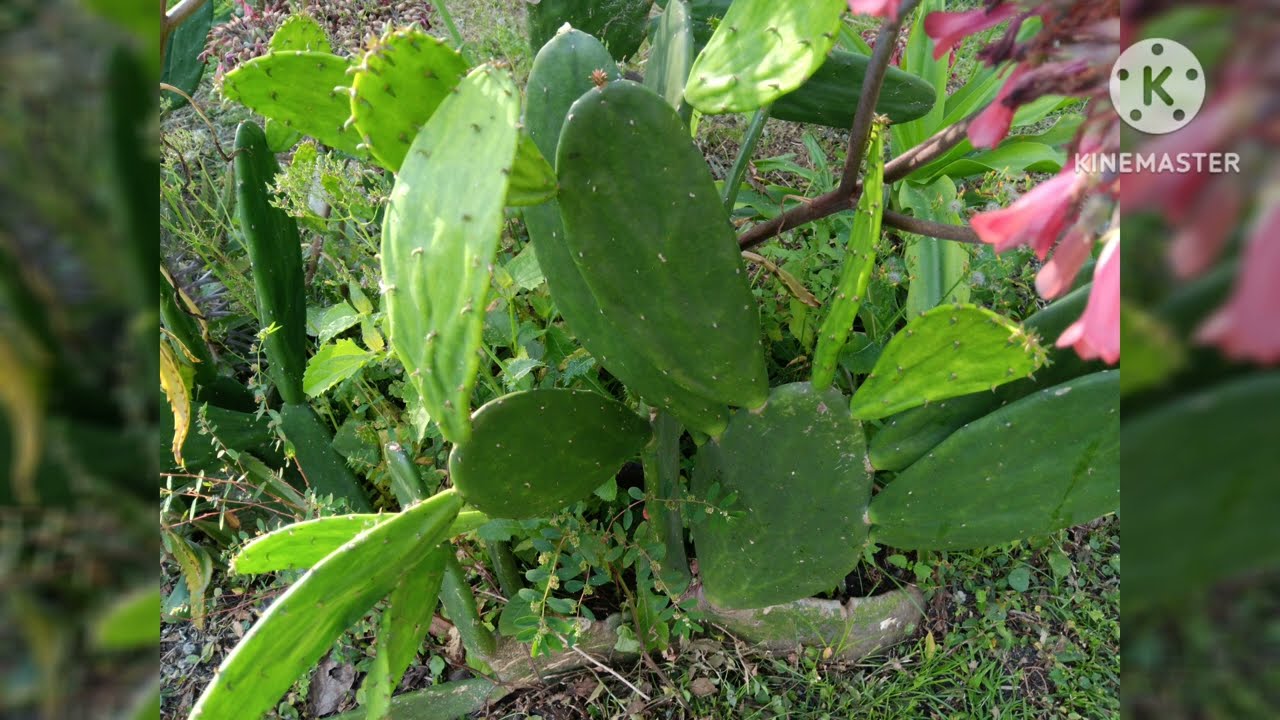 "BEFORE SUMMER DIED" ~ ALLISON HARRIS, CANDUS BLY ~ CALLS ON 110 BEN HILL ROAD