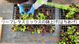 農業のすすめ リーフレタスミックスの鉢上げ はちあげ 種まきから25日でひっこし Leaf Lettuce Youtube