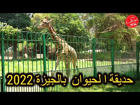 فيديو: جولة: الحيوان وصورته