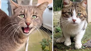 Accepting Adorable Requests: Cute Meows |4K by Cats World 407 views 3 months ago 3 minutes, 21 seconds