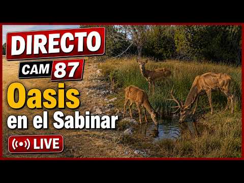 OASIS EN EL SABINAR DIRECTO (Cámara 87, Guadalajara)