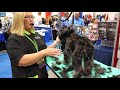 Grooming an Aussiedoodle with Tammy Siert