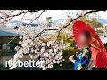 Japanische Musik klassiker, traditionelle, typisch, folklore, instrumental, gute