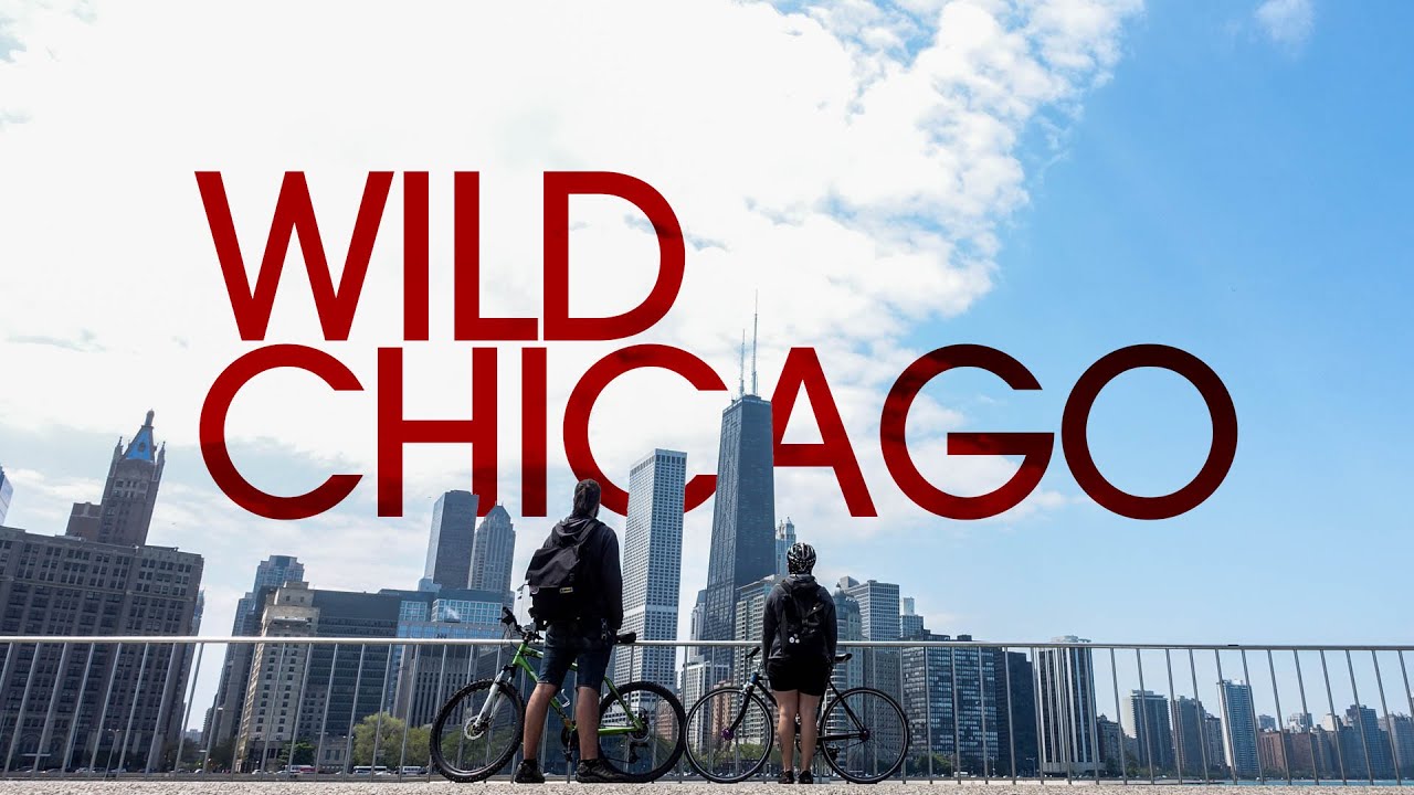 Wild Side of Chicago – Van Life 139