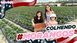 A Day In Southern Hills Orlando - Strawberry Picking And Enjoying A Family Day