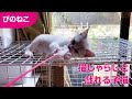 【猫おもちゃ】猫じゃらしと戯れる子猫ちゃん。ひたすらかわいいだけの動画。