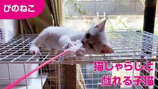 【猫おもちゃ】猫じゃらしと戯れる子猫ちゃん。ひたすらかわいいだけの動画。