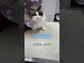 日本語わかってそう笑#マカロンdaily #ラグドール #布偶猫 #猫 #ragdolls #cat #可愛い
