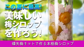 めっちゃ美味しい梅シロップを作ろう！【蝶矢梅キット】