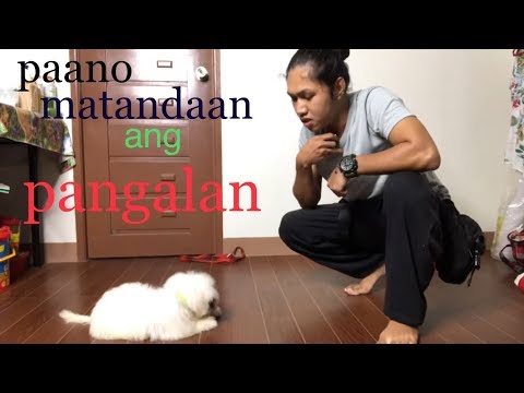 Video: Paano Pangalanan Ang Isang Tuta