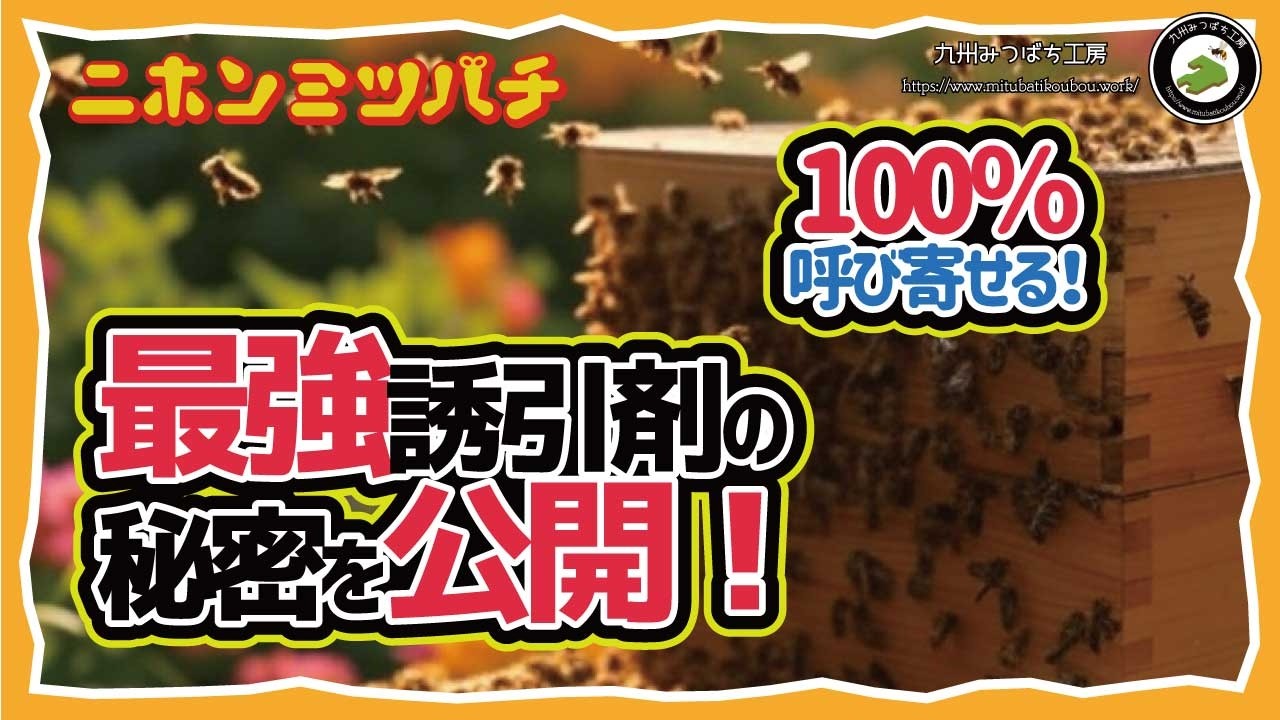 捕獲の成功率UP! 「効果的な誘引剤で分蜂群を捕まえよう」  日本みつばちの養蜂 How to Beekeeping