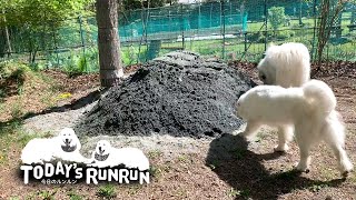 新しい砂が届いて品定めをするルンルンとアラン　Great Pyrenees　グレートピレニーズ