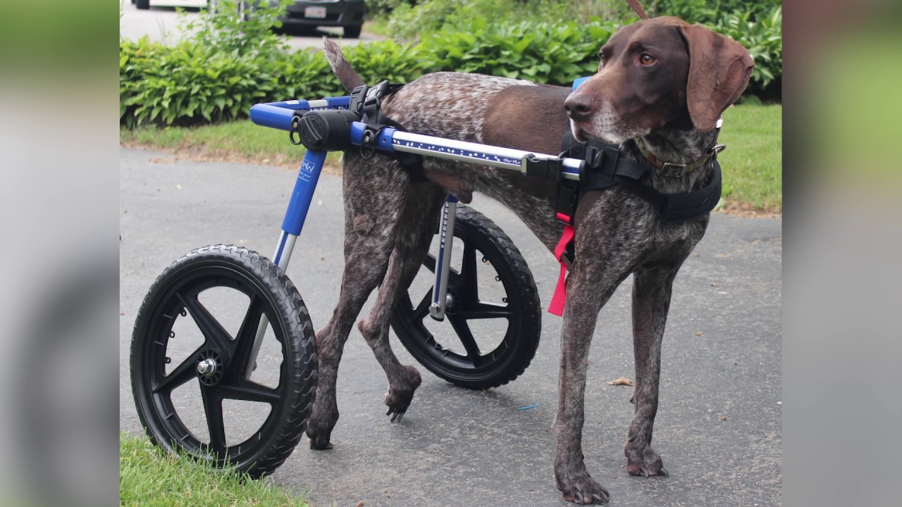 wheelchair sign Pet Show with Richard Rosenthal, ESQ.