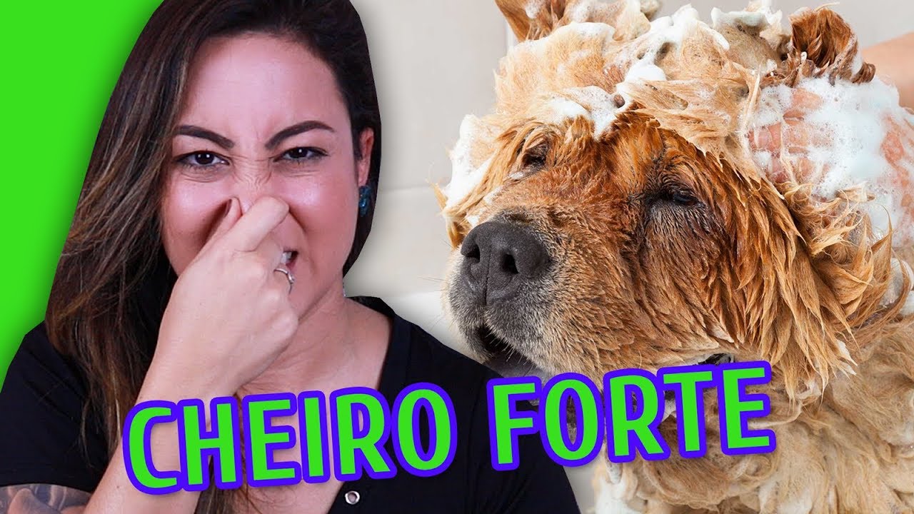 3 MOTIVOS PRO SEU CACHORRO ESTAR CHEIRANDO MAL