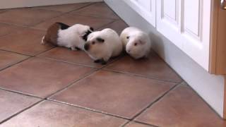 Free Ranging Guinea Pigs Going Back Home