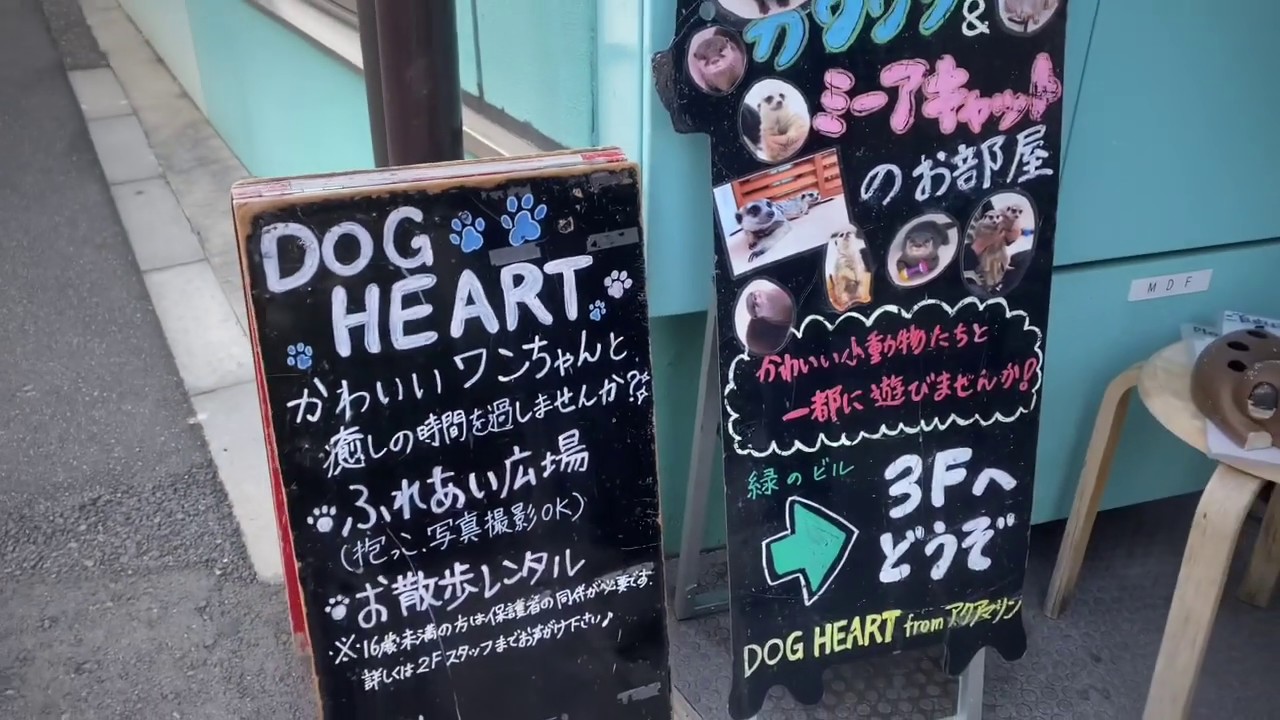 Dog Heart from Aquamarine Dog Cafe in Tokyo, Japan YouTube