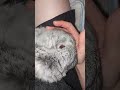 #yutubeshorts #cute #cuterabbit #rabbit #kpop #babymonster #choom #mycuterabbit #subscribe