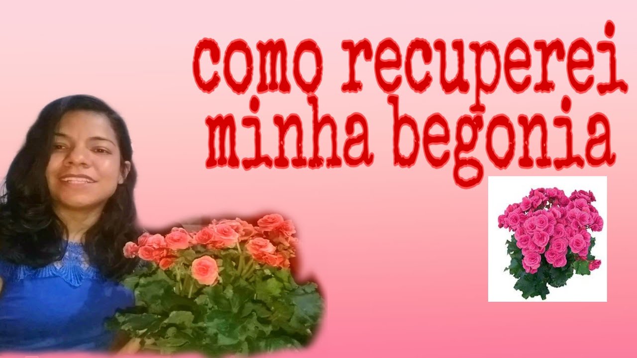 Como salvar uma begonia murcha - thptnganamst.edu.vn