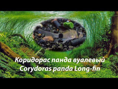 Коридорас панда вуалевый / Corydoras panda Long-fin