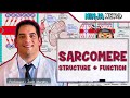Myology | Sarcomere Structure: Actin & Myosin