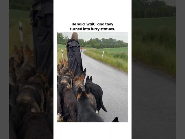 He said "wait" and they turned into furry statues. #dogs #dogshorts #dogslife Video Thumbnail