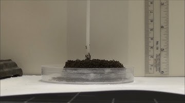 Ants Create Sinking, Eiffel Tower-Looking Structures