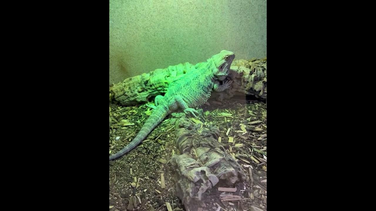 Browsing Reptile prices at Zookeeper Exotics in Austin, Tx | Quick Peak