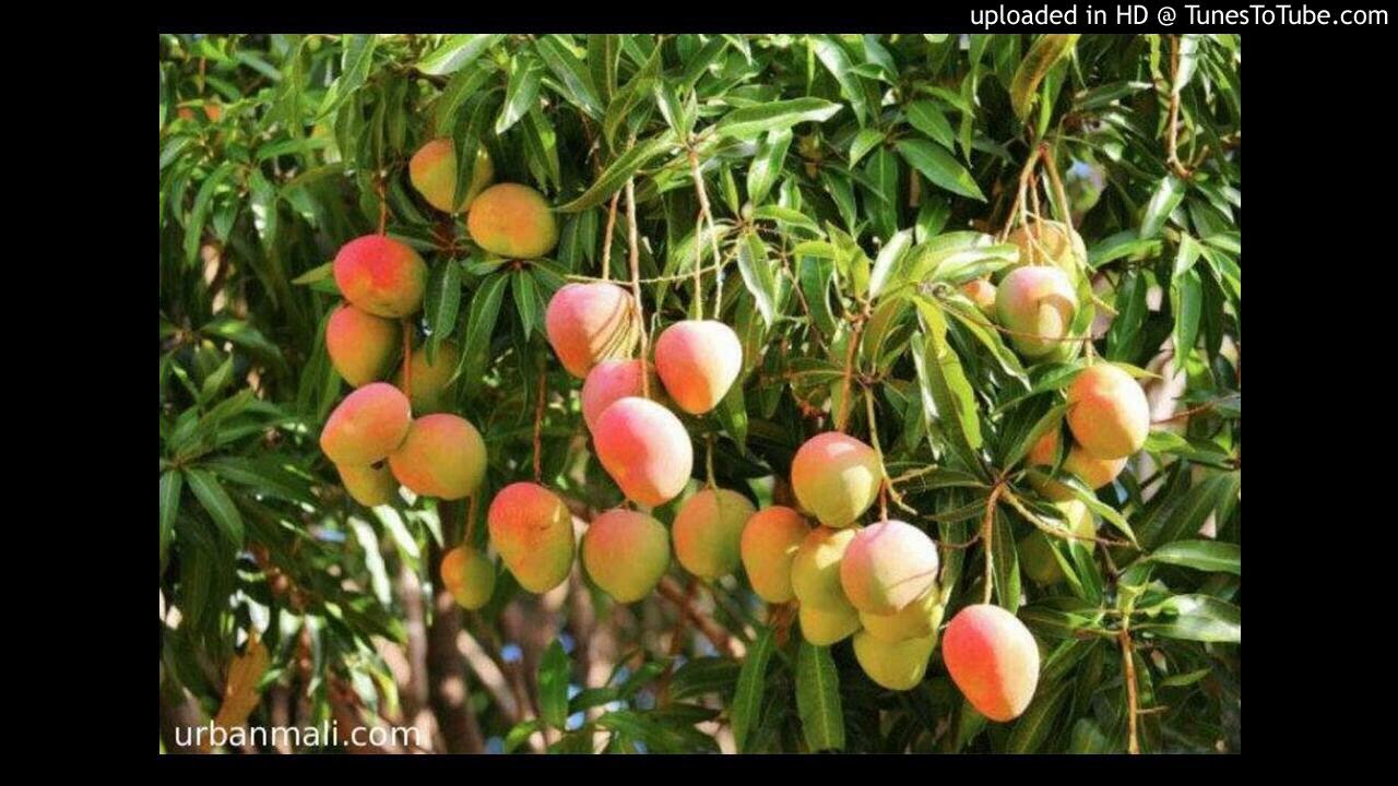 Mango growing. How you can grow mangoes and earn out of them! YouTube