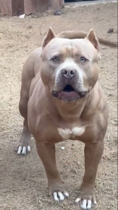 Original Pitbull Sound 🤩