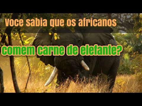 Vídeo: Você pode comer carne de elefante?