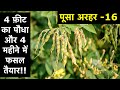 Complete guide to organic pigeon pea cultivation  pusa arhar  16  highly profitable dwarf variety