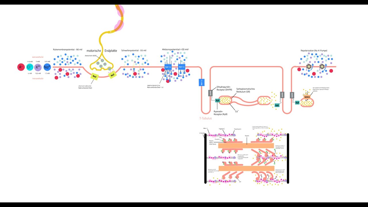 Muskelkontraktion erklärt! - die Basis aller Bewegungen