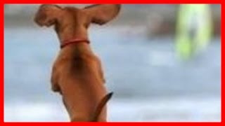 Dachshund happy dance by Puppy Love 5,622 views 8 years ago 14 minutes, 37 seconds