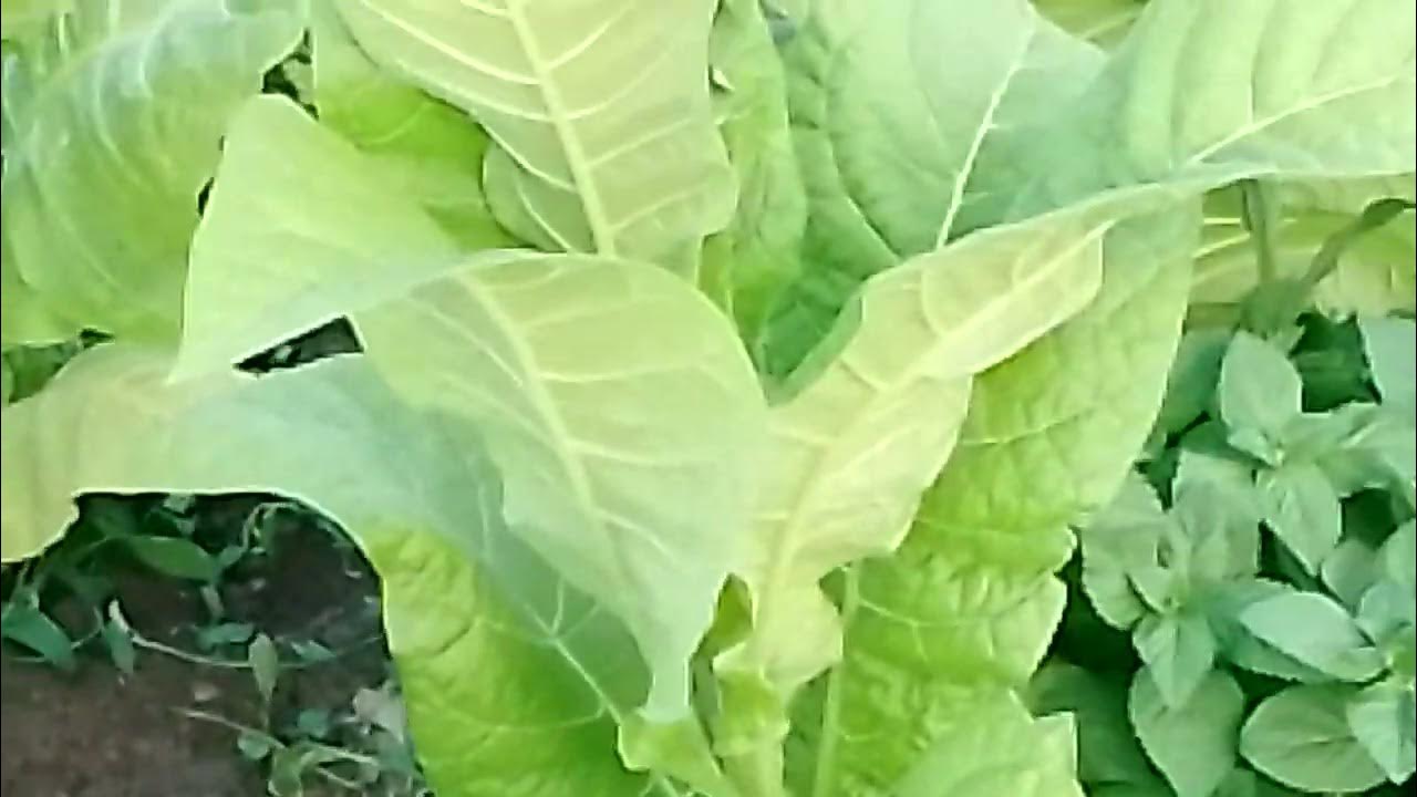 удобряю по листу - YouTube