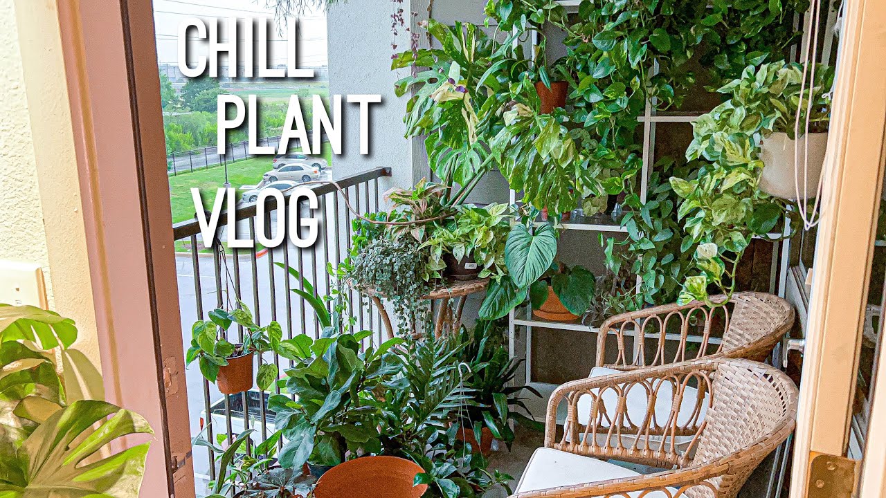 Plant Updates, Treating Aphids, Watering Plants, Removing Dead Foliage from Houseplants, Rainy Day