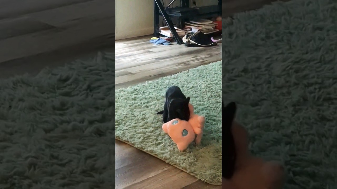 FINISH HIM! Mew vs Sebastian 