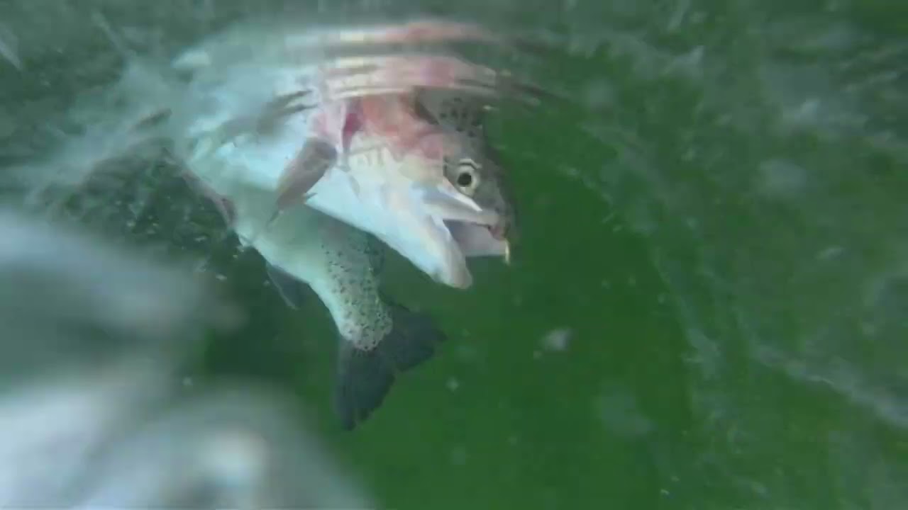 홍천 꽁꽁축제 개장날 수중영상 !!