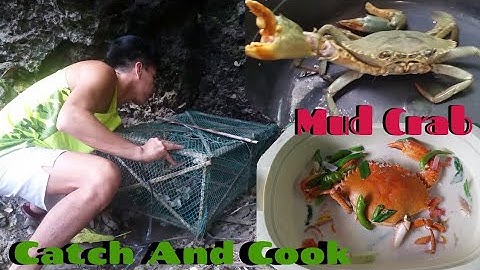 Catch And Cook | Mud Crab | Trap Box Fish Net |